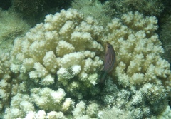 Pseudocheilinus hexataenia