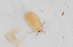 Danielithosia immaculata