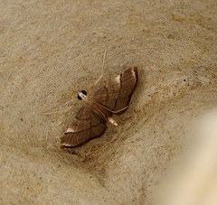 Cangetta hartoghialis
