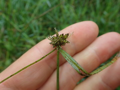 Cyperus sanguinolentus