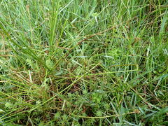 Cyperus sanguinolentus