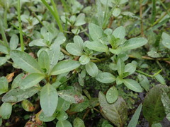 Ludwigia peploides montevidensis