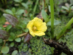 Ludwigia peploides montevidensis