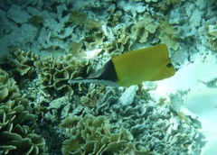 Forcipiger longirostris