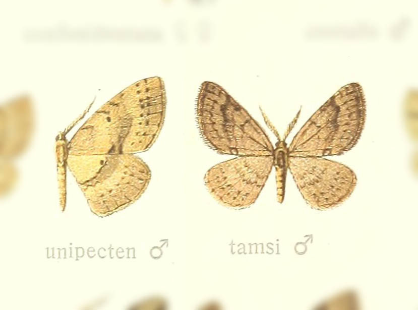 Asthenotricha unipecten