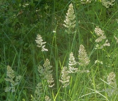 Poa arachnifera