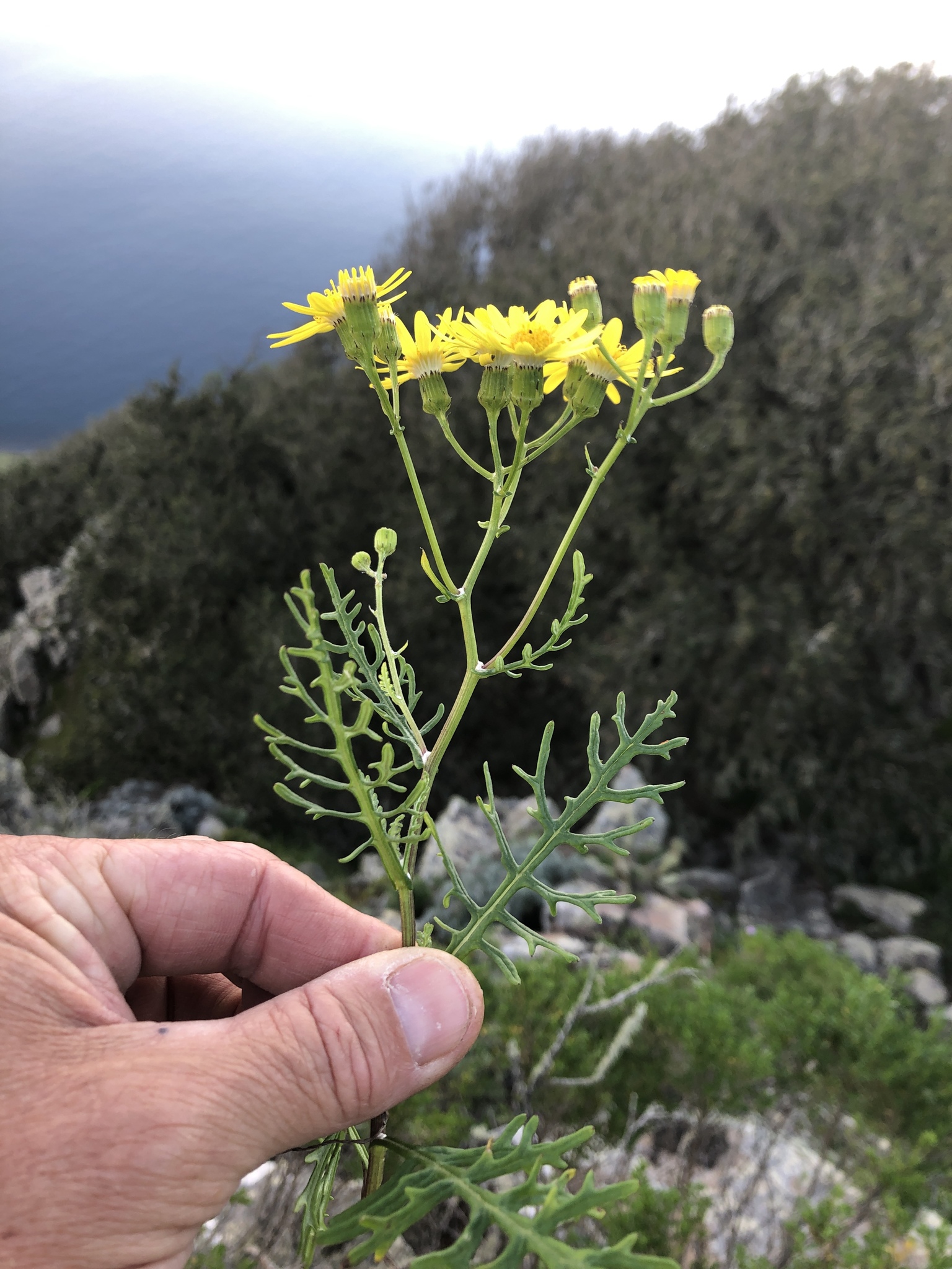 Senecio lyonii