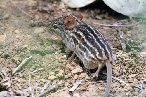 Buffoon Lemniscomys