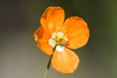 Papaver californicum