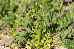 Papaver californicum