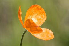 Papaver californicum