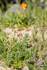 Papaver californicum