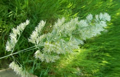 Poa arachnifera