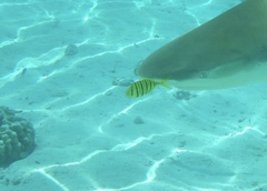 Gnathanodon speciosus