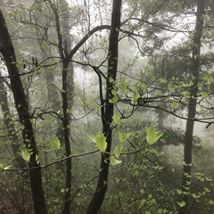 Cornus florida urbiniana