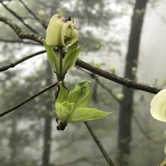 Cornus florida urbiniana