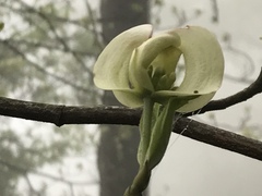 Cornus florida urbiniana