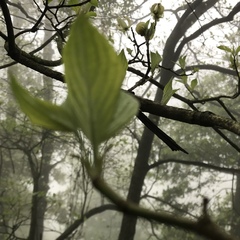 Cornus florida urbiniana