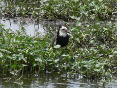 Vanellus crassirostris