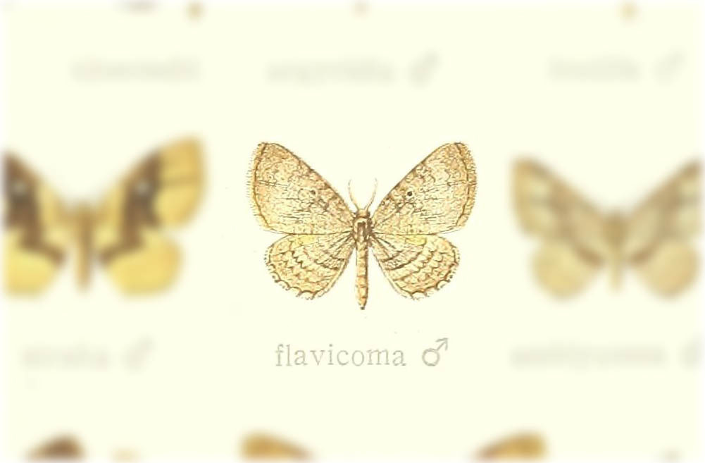 Asthenotricha flavicoma