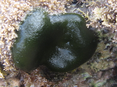 Codium convolutum