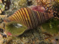 Buccinulum pallidum powelli