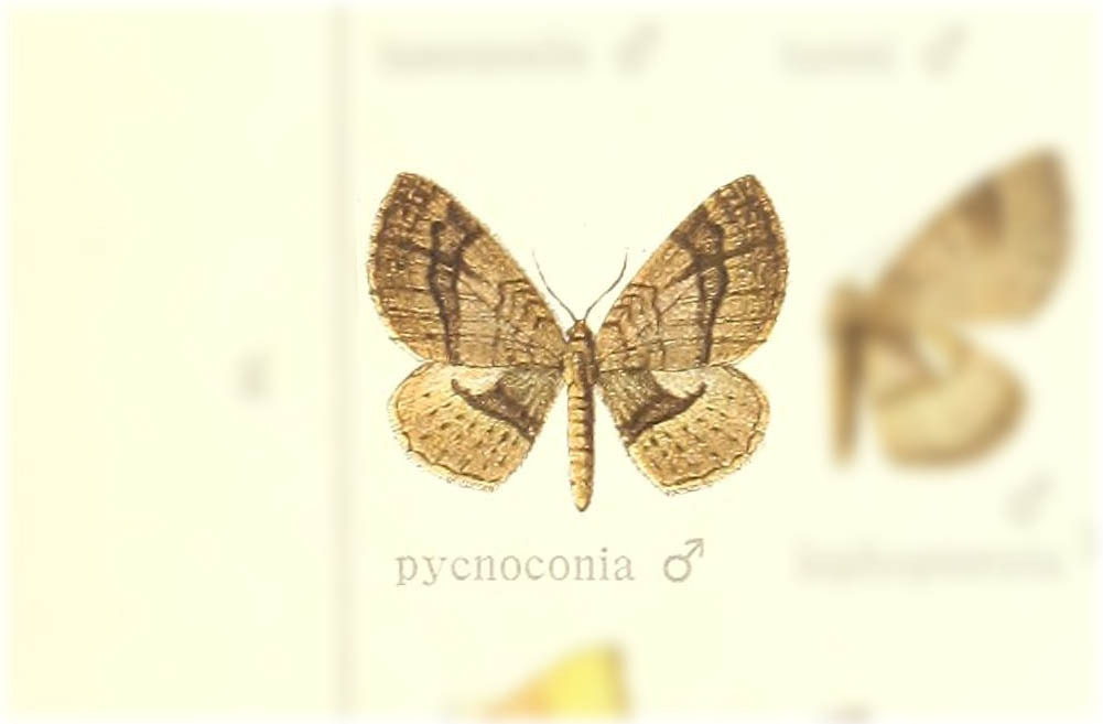 Asthenotricha pycnoconia