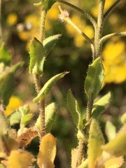 Paysonia lescurii