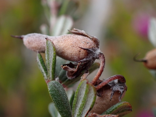Smutsberg Indigo (Indigofera vlokii)