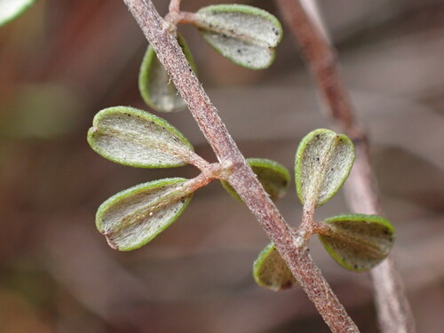 Image of Indigofera vlokii by (c) Ren Hoekstra, some rights reserved (CC BY)
