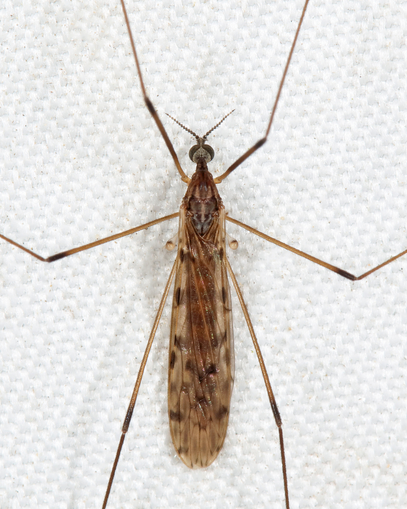 Rhipidia