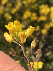 Paysonia lescurii
