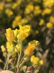 Paysonia lescurii