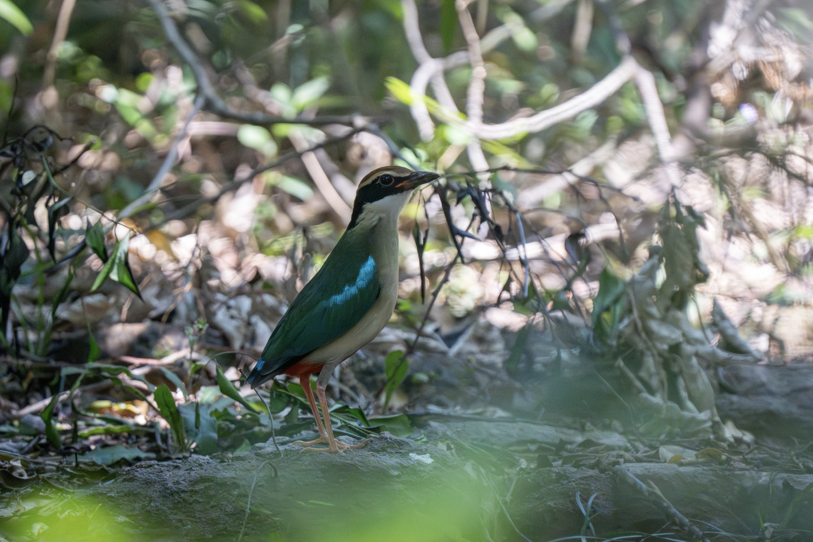 Fairy Pitta