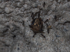 Alcimocoris coronatus