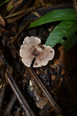 Trogia cantharelloides