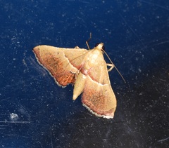 Endotricha repandalis