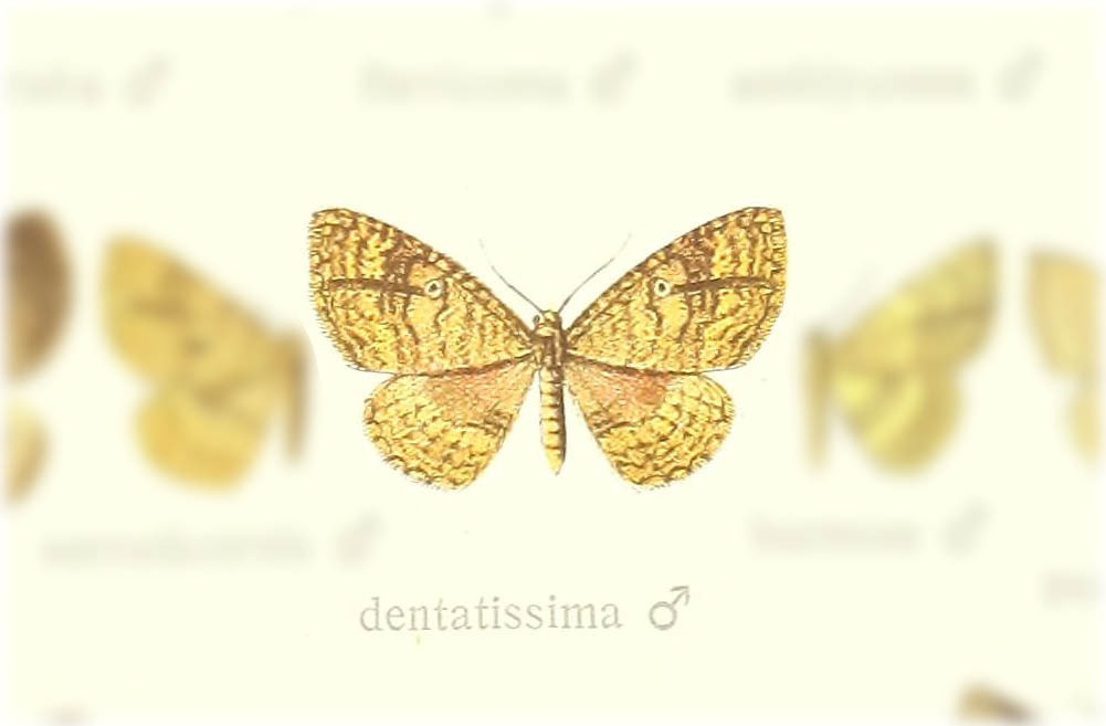 Asthenotricha dentatissima
