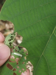Darpa striata