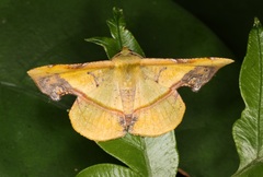 Fascellina plagiata