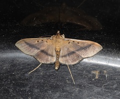 Filodes fulvidorsalis