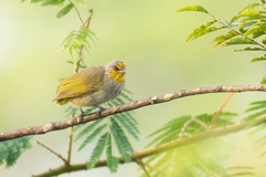 Pycnonotus finlaysoni