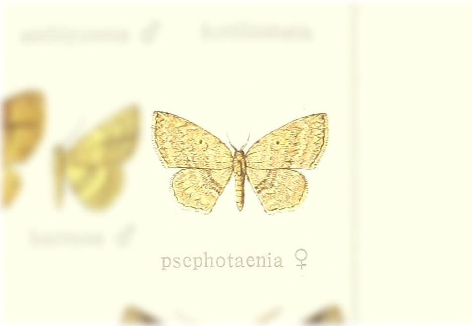 Asthenotricha psephotaenia