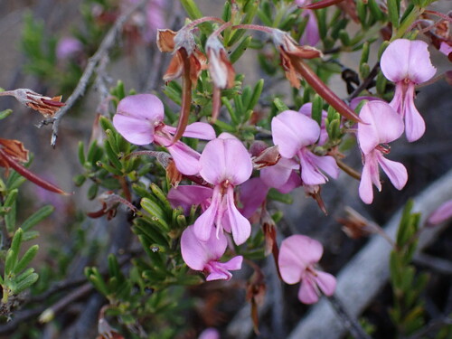 Bearded Indigo (Indigofera sulcata)