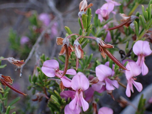 Image of Indigofera sulcata by (c) Ren Hoekstra, some rights reserved (CC BY)