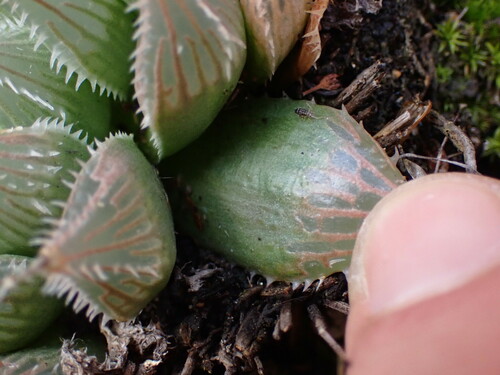 Image of Haworthia cooperi by (c) Ren Hoekstra, some rights reserved (CC BY)