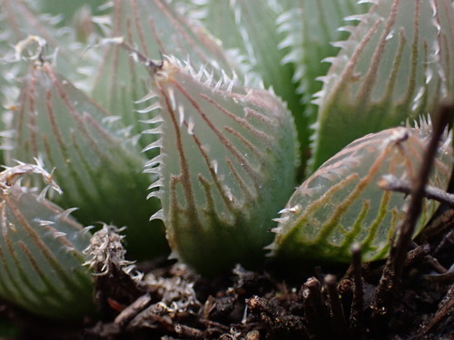 Image of Haworthia cooperi by (c) Ren Hoekstra, some rights reserved (CC BY)