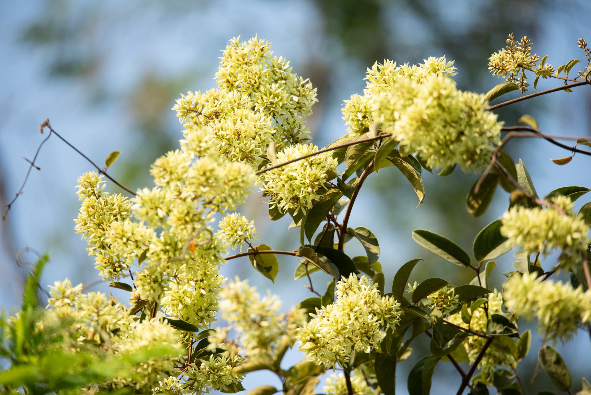 Getonia floribunda (Getonia floribunda)