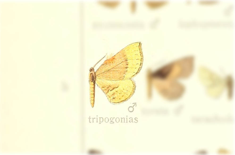 Asthenotricha tripogonias