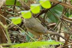 Phylloscopus schwarzi
